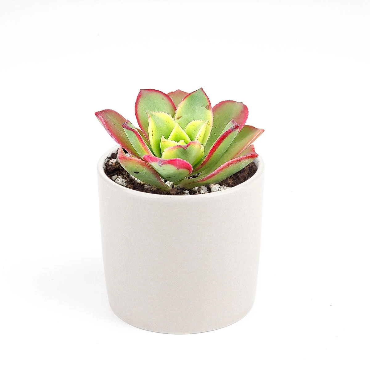 Aeonium Kiwi Haworthii - Image 16