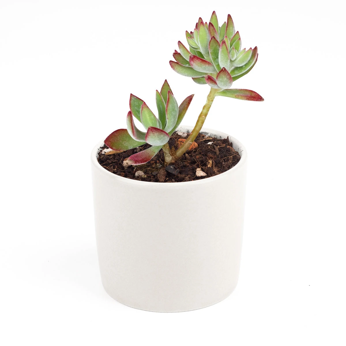 Echeveria Harmsii Ruby Slipper - Image 16
