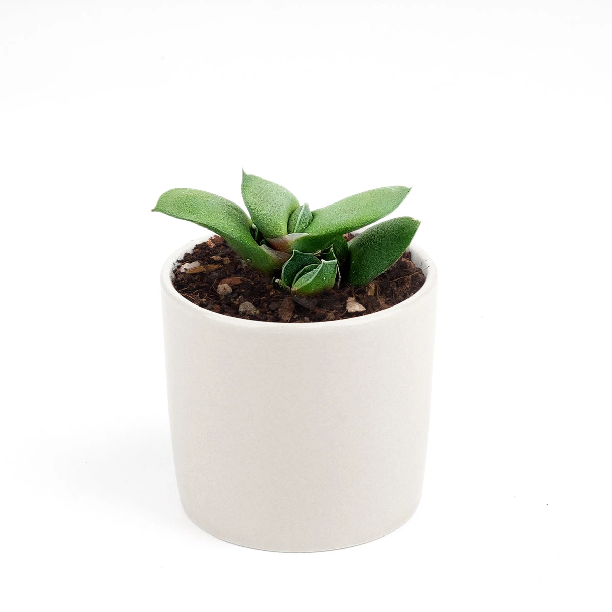 Gasteria Ox Tongue Succulent - Image 7