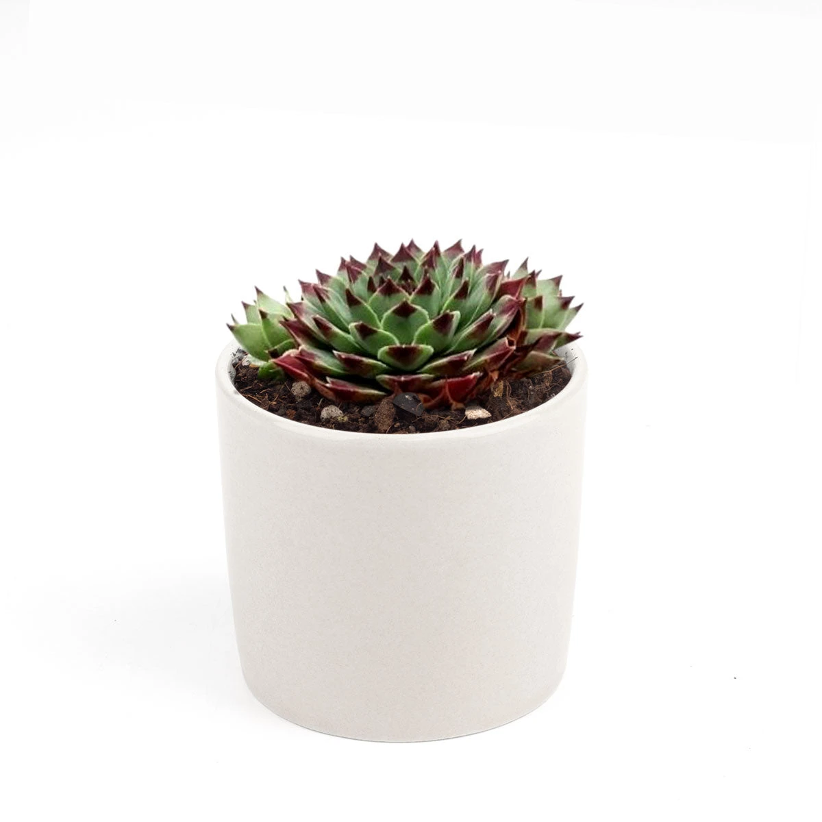 Sempervivum Calcareum - Image 18