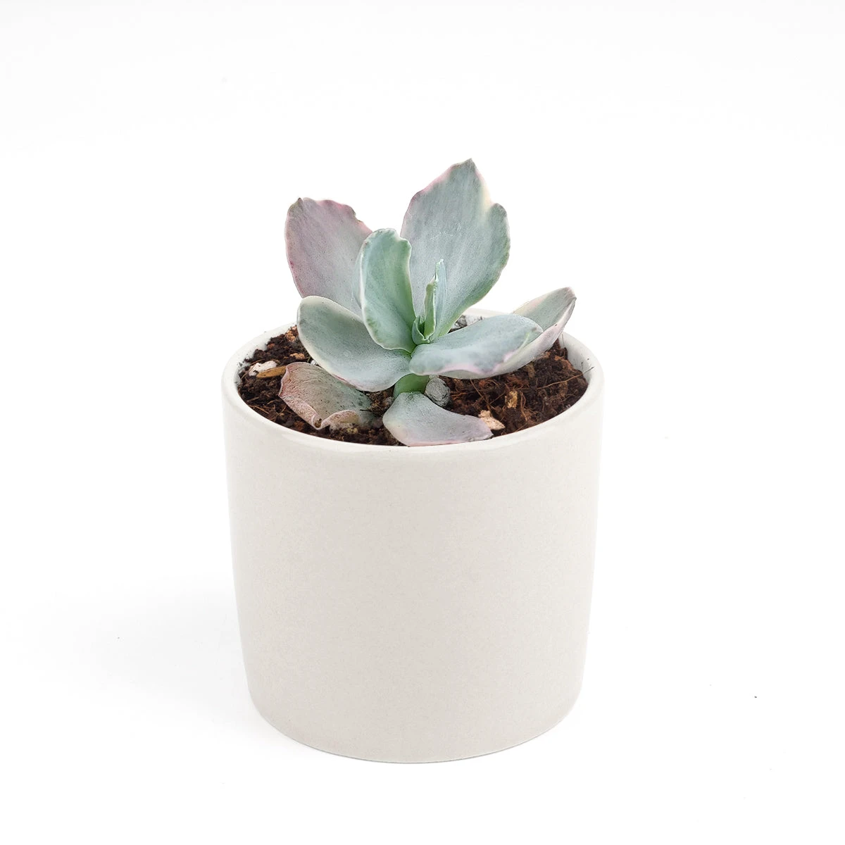 Echeveria Decora Variegated - Image 11