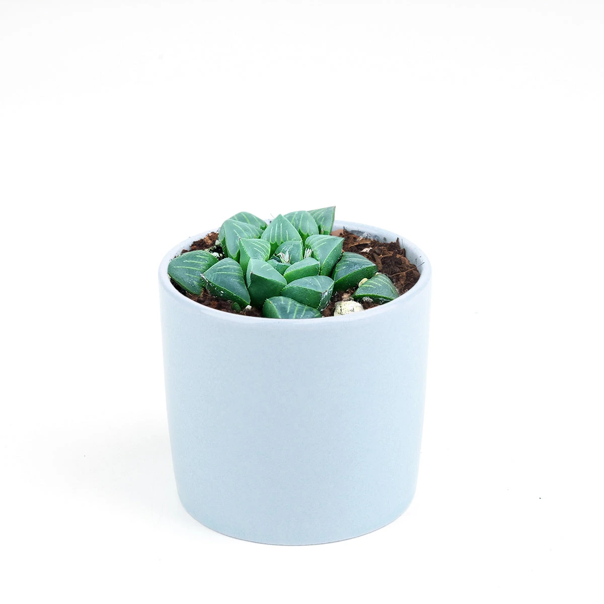 Haworthia Retusa - Image 10