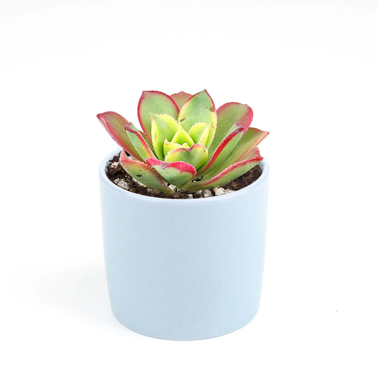 Aeonium Kiwi Haworthii - Image 15