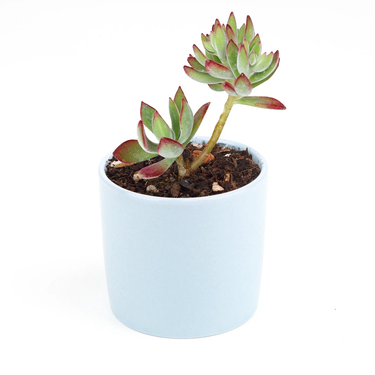 Echeveria Harmsii Ruby Slipper - Image 15