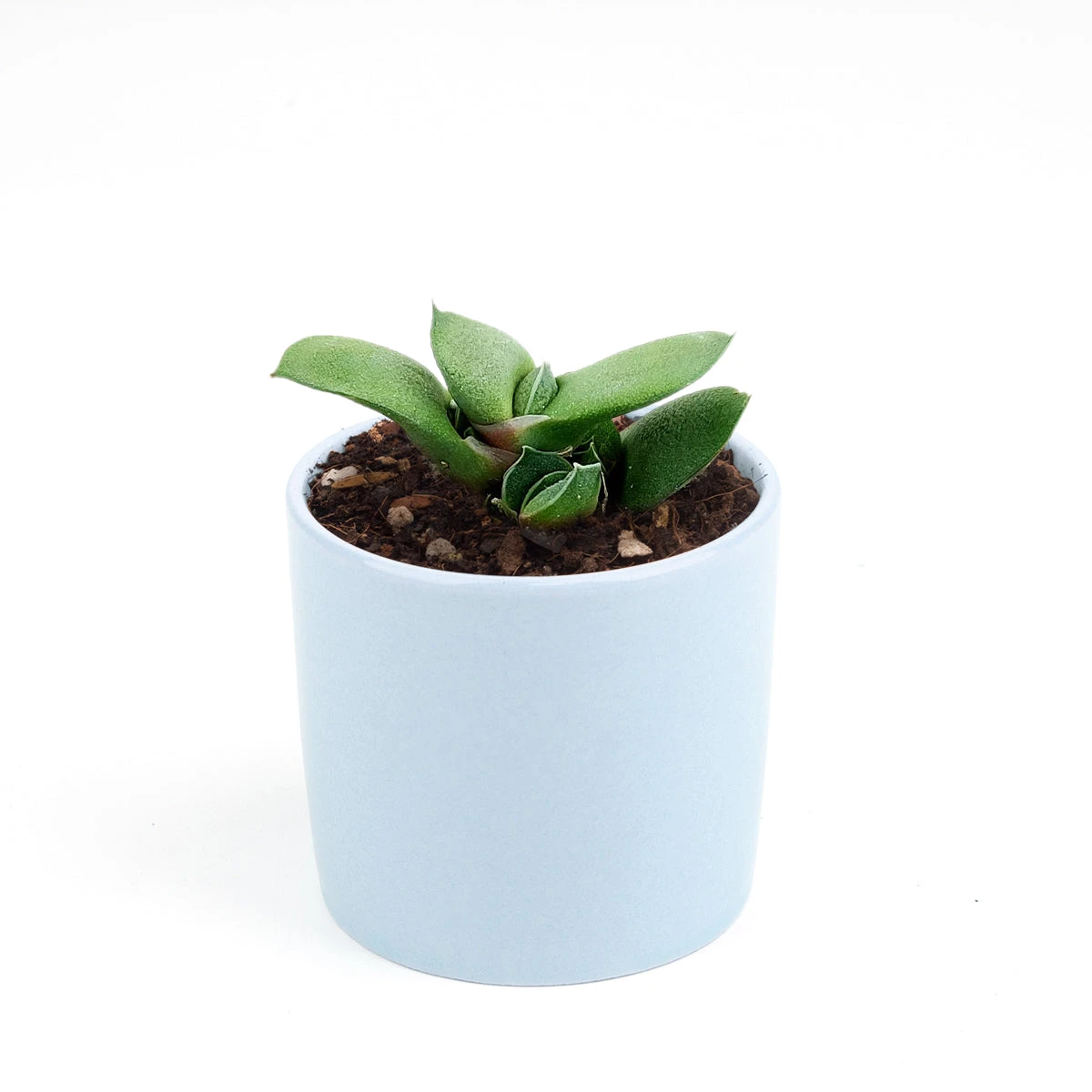 Gasteria Ox Tongue Succulent - Image 8