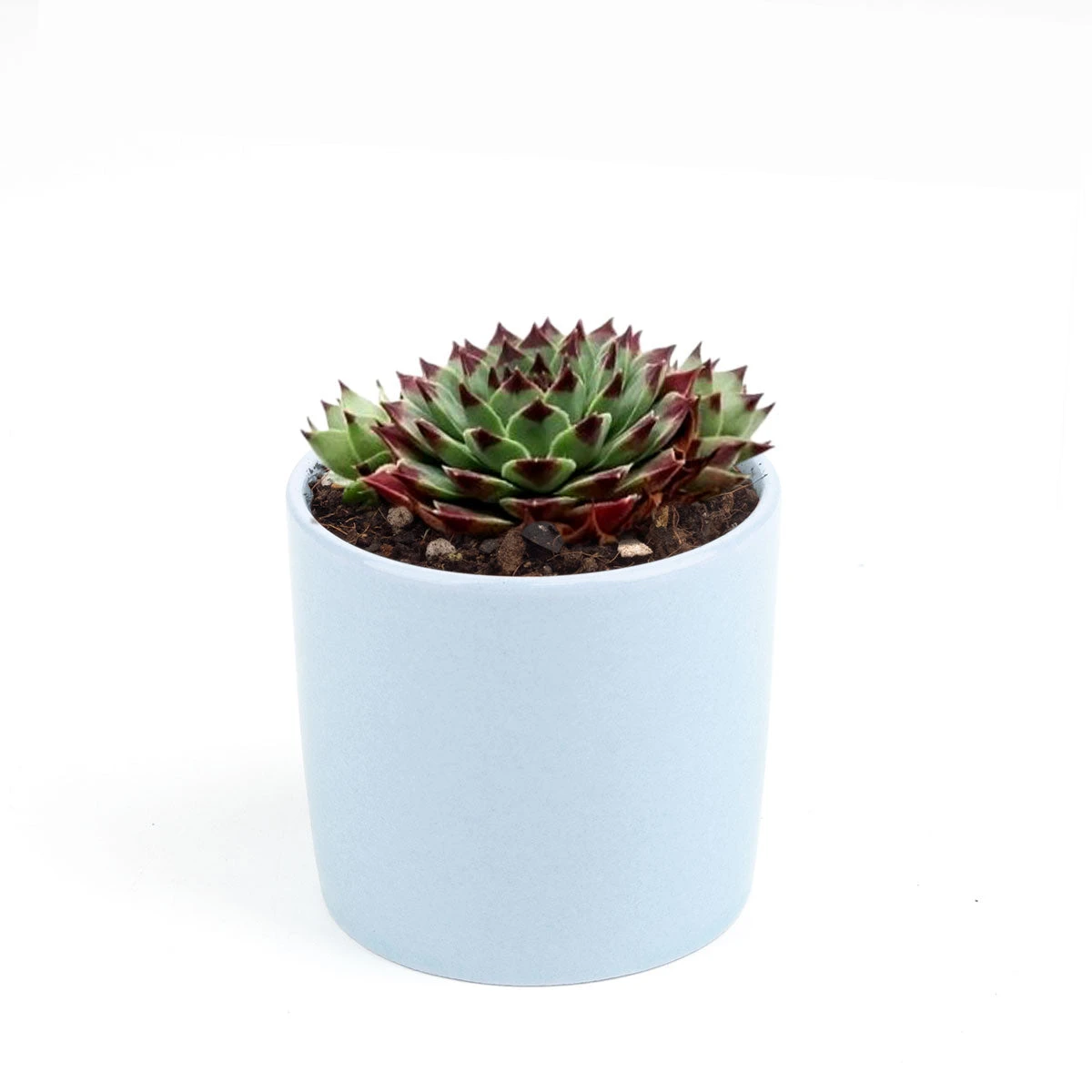 Sempervivum Calcareum - Image 17