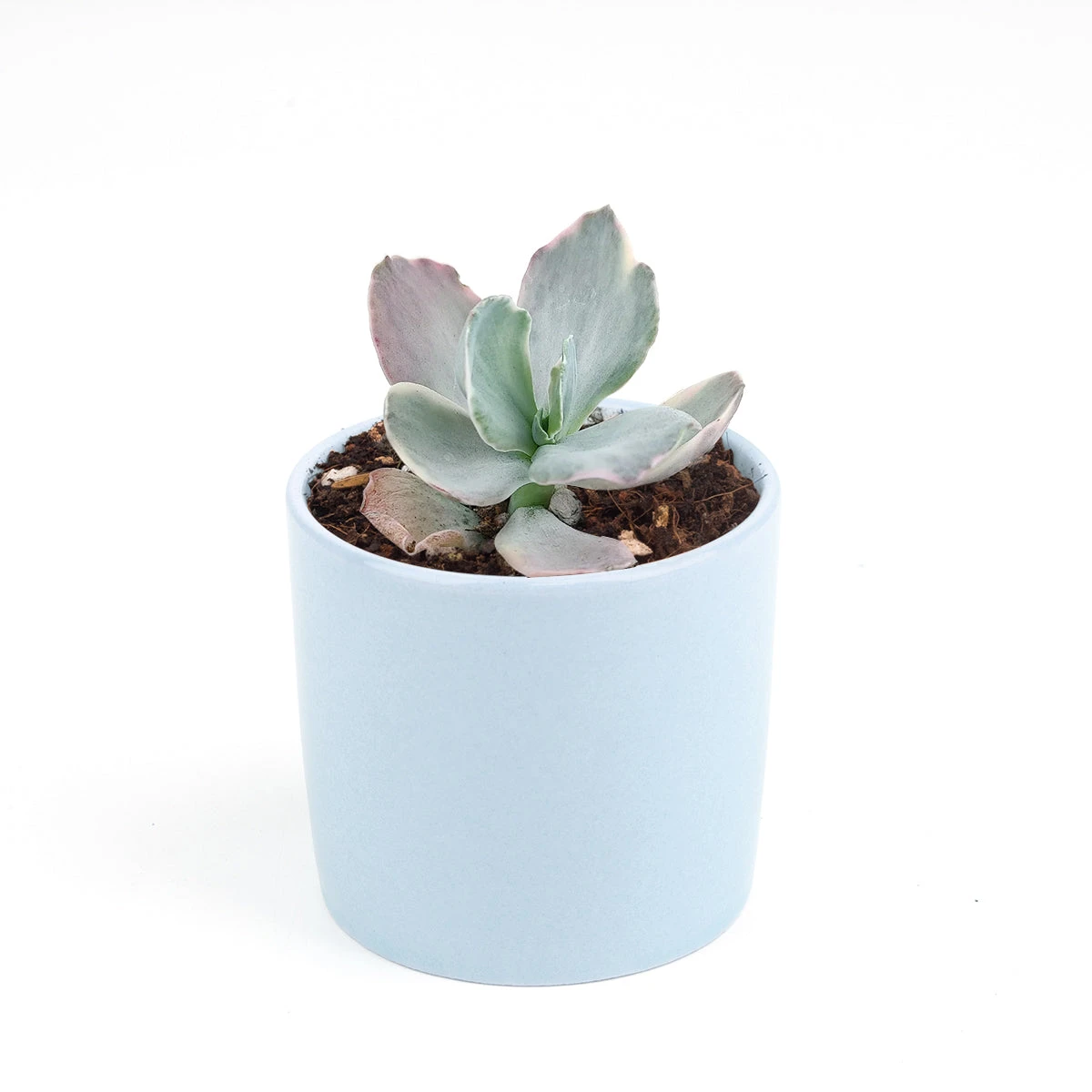 Echeveria Decora Variegated - Image 10