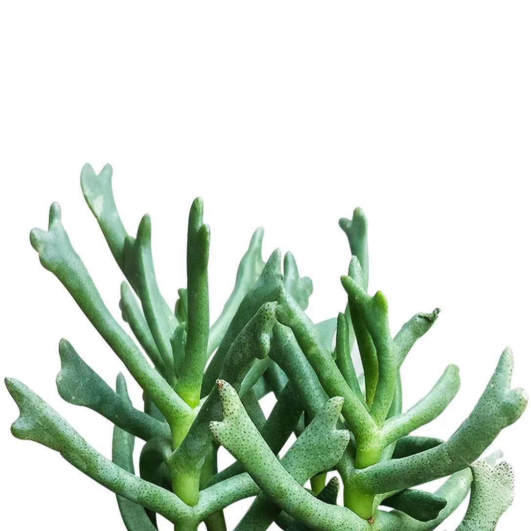 Elkhorn Plant Rhombophyllum - Image 2