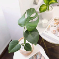 Monstera Deliciosa