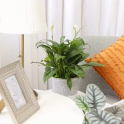 Spathiphyllum Green Peace Lily