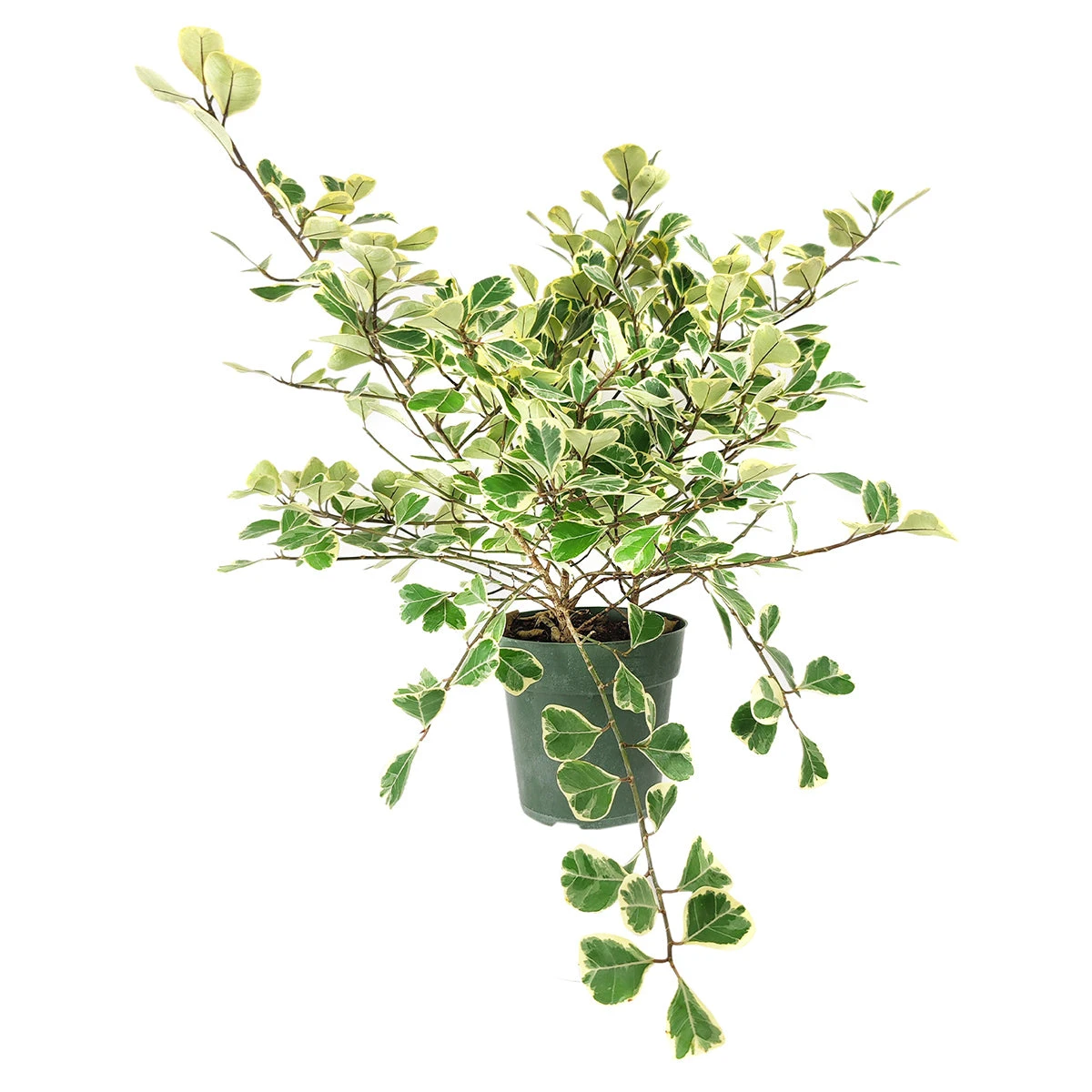 Variegated Ficus Triangularis - Image 6