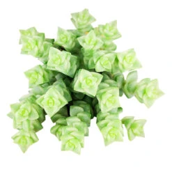 Crassula Pastel 'Variegated Tom Thumb'