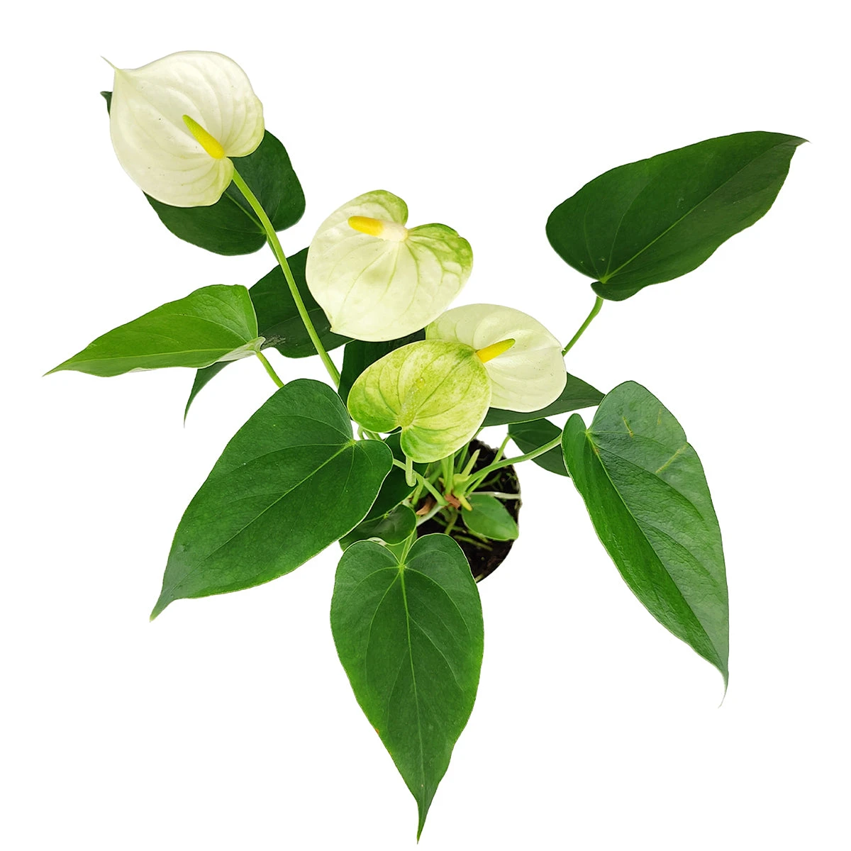 Anthurium White - Image 2