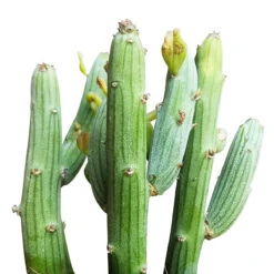 Senecio Anteuphorbium Swizzle Sticks