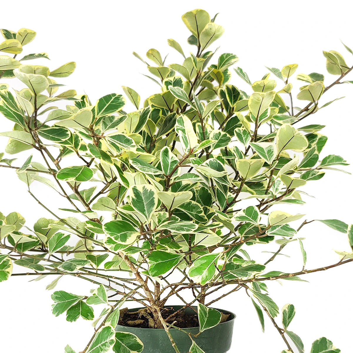 Variegated Ficus Triangularis - Image 8