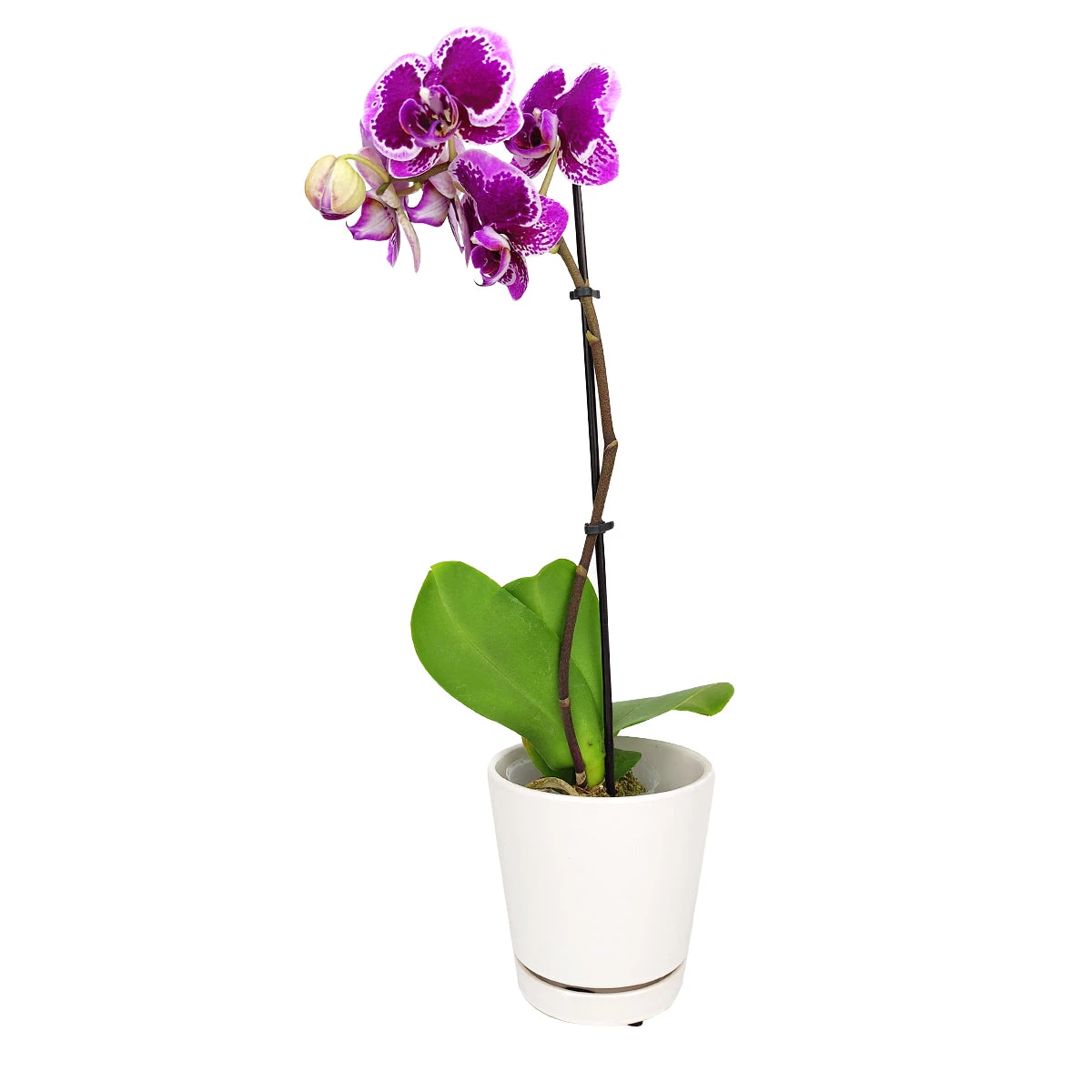 Purple Phalaenopsis Orchid - Image 2