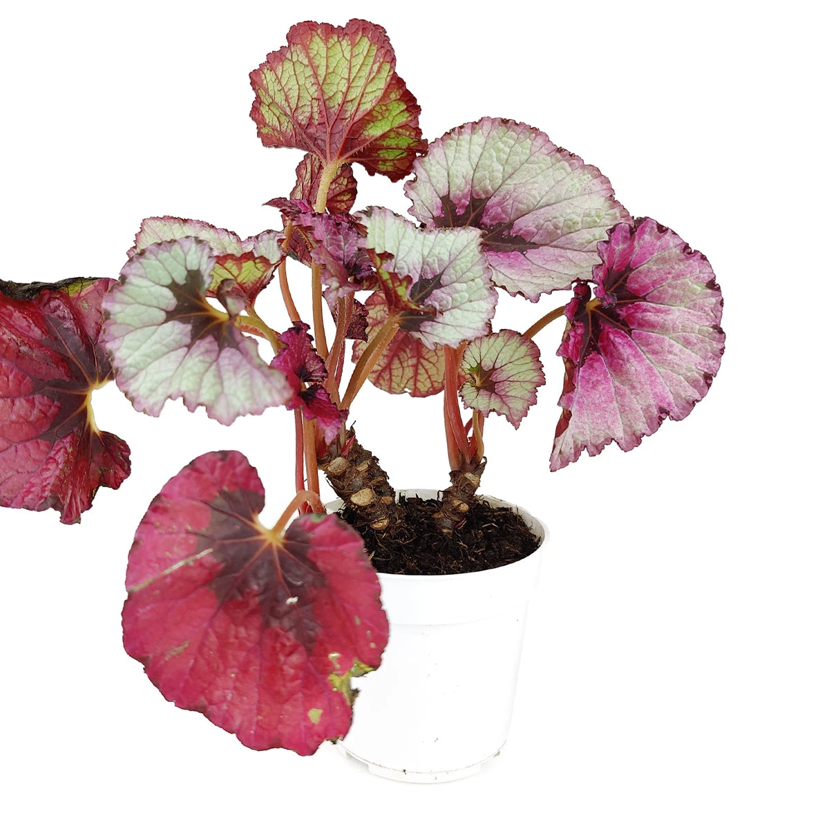 Begonia Rex - Image 3