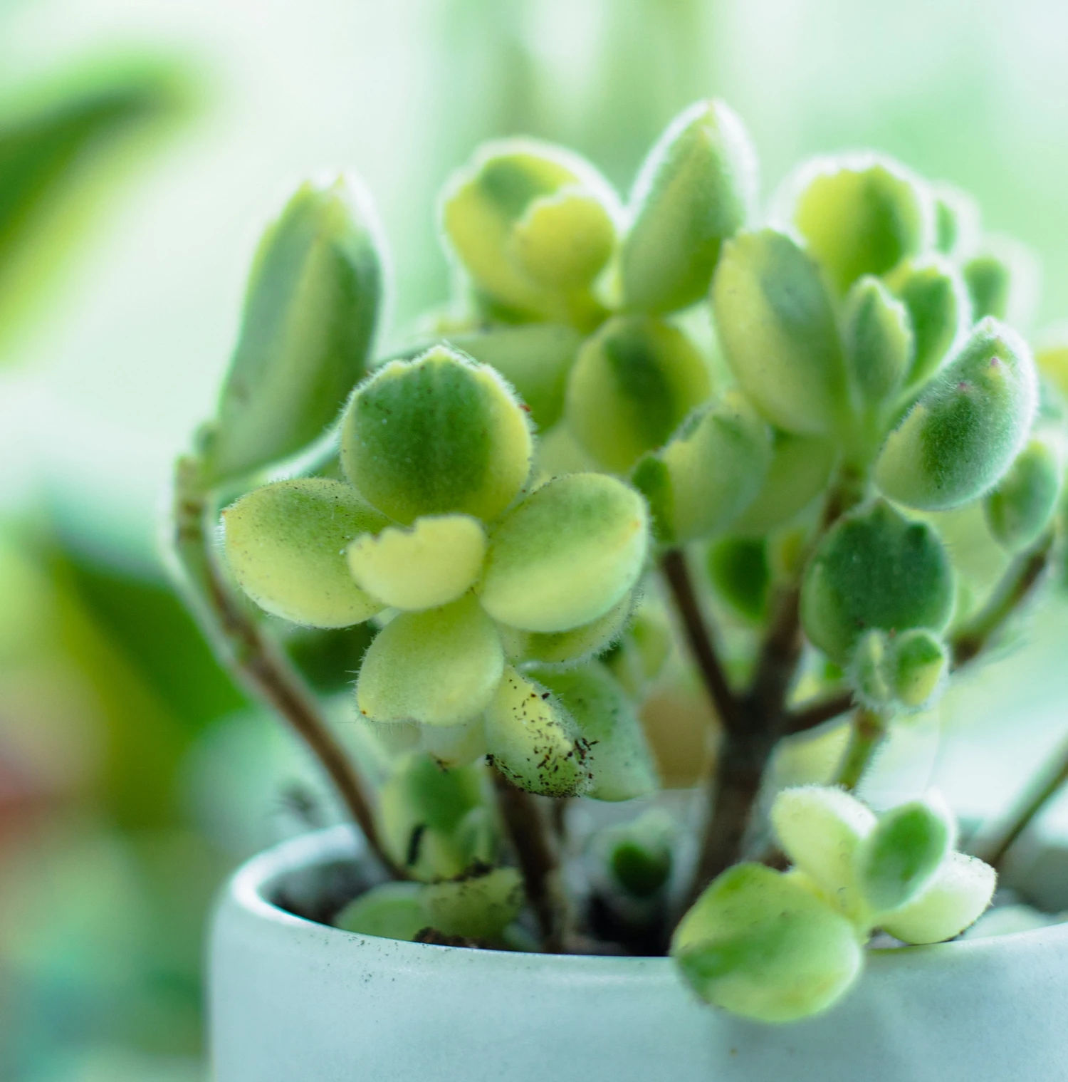 Variegated Bear Paw Succulent - Image 5