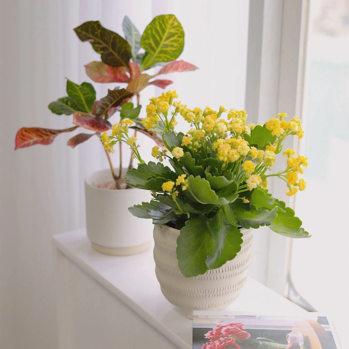 Kalanchoe Blossfeldiana 'Calandiva Yellow' - Image 5