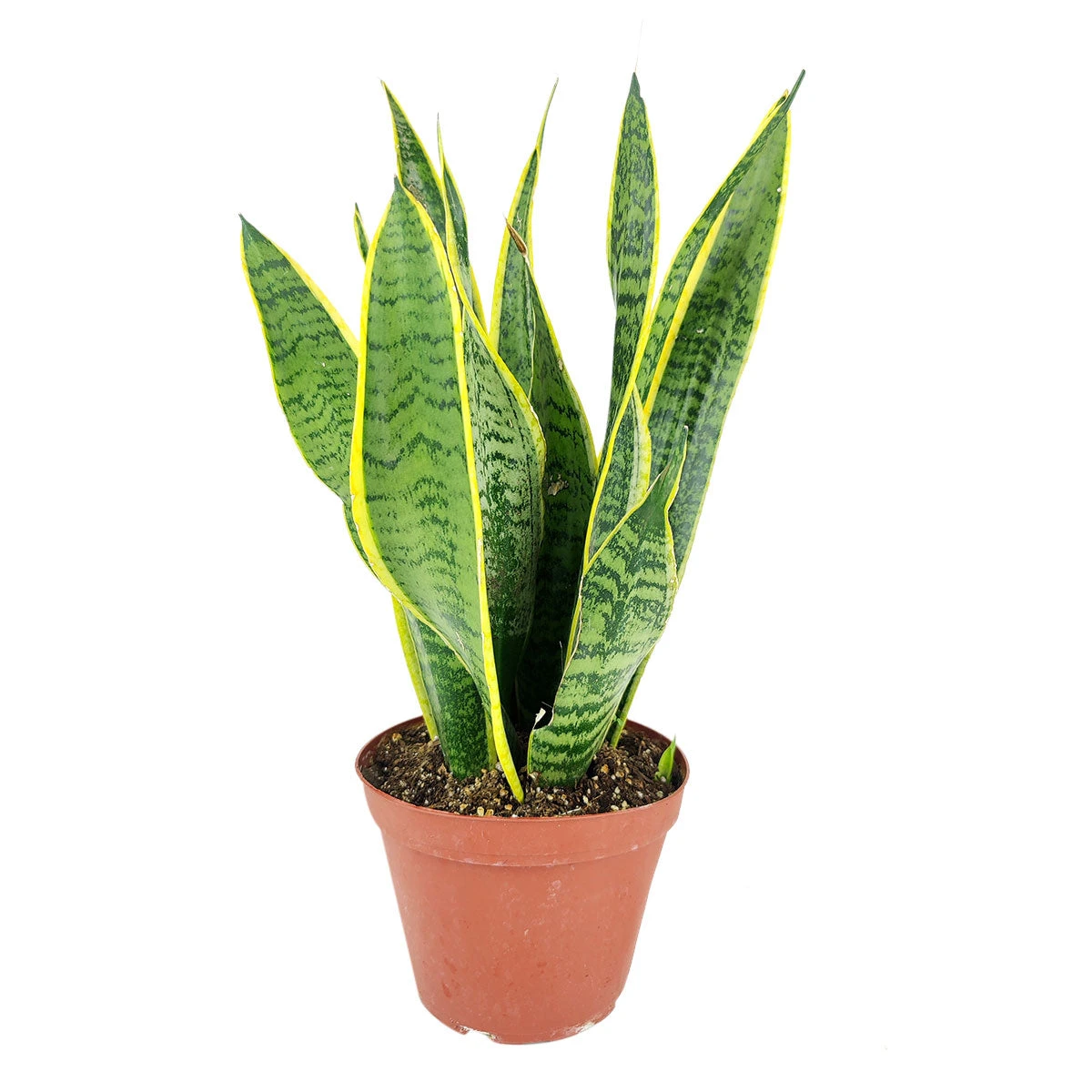 Snake Plant Sansevieria Laurentii - Image 2