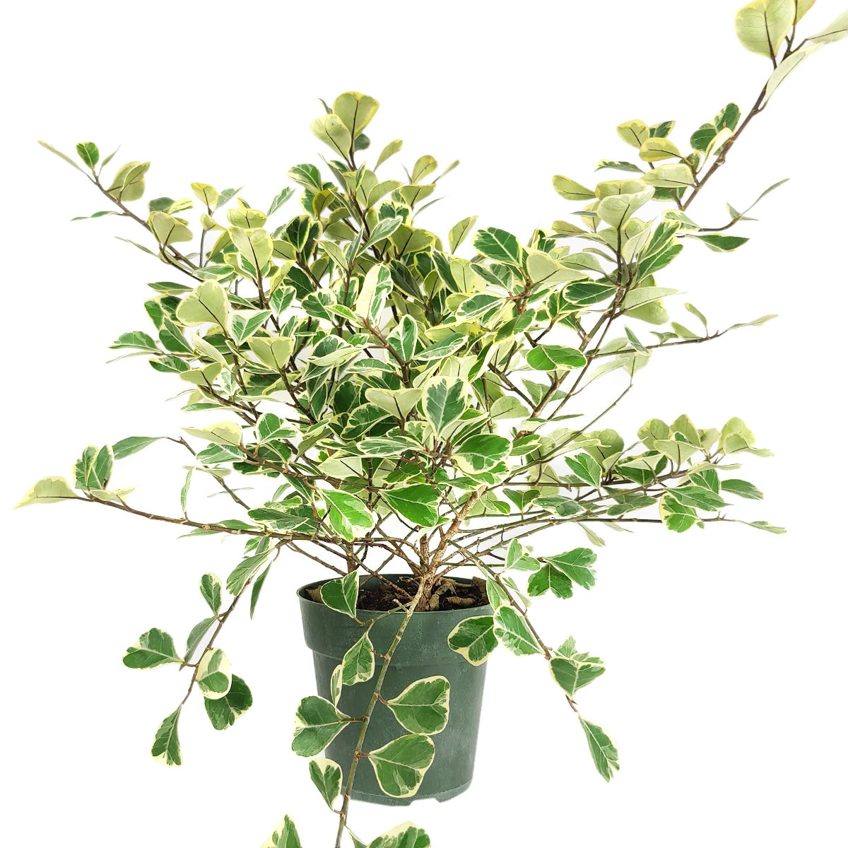 Variegated Ficus Triangularis - Image 7