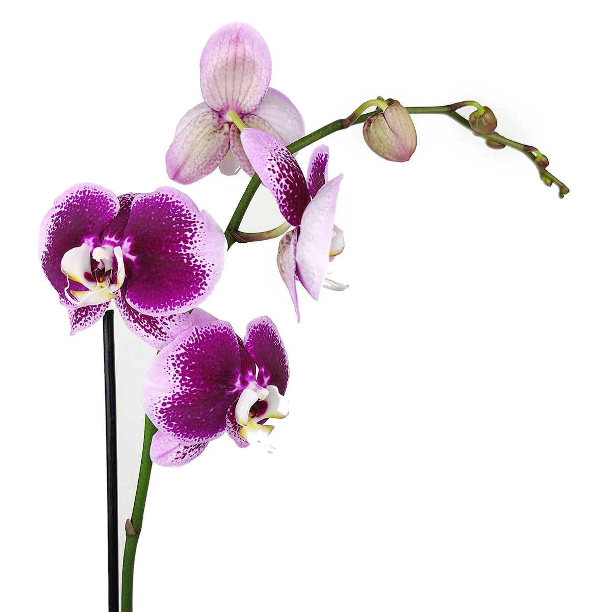 Purple Phalaenopsis Orchid - Image 4