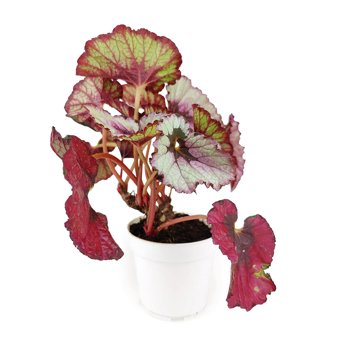 Begonia Rex - Image 5