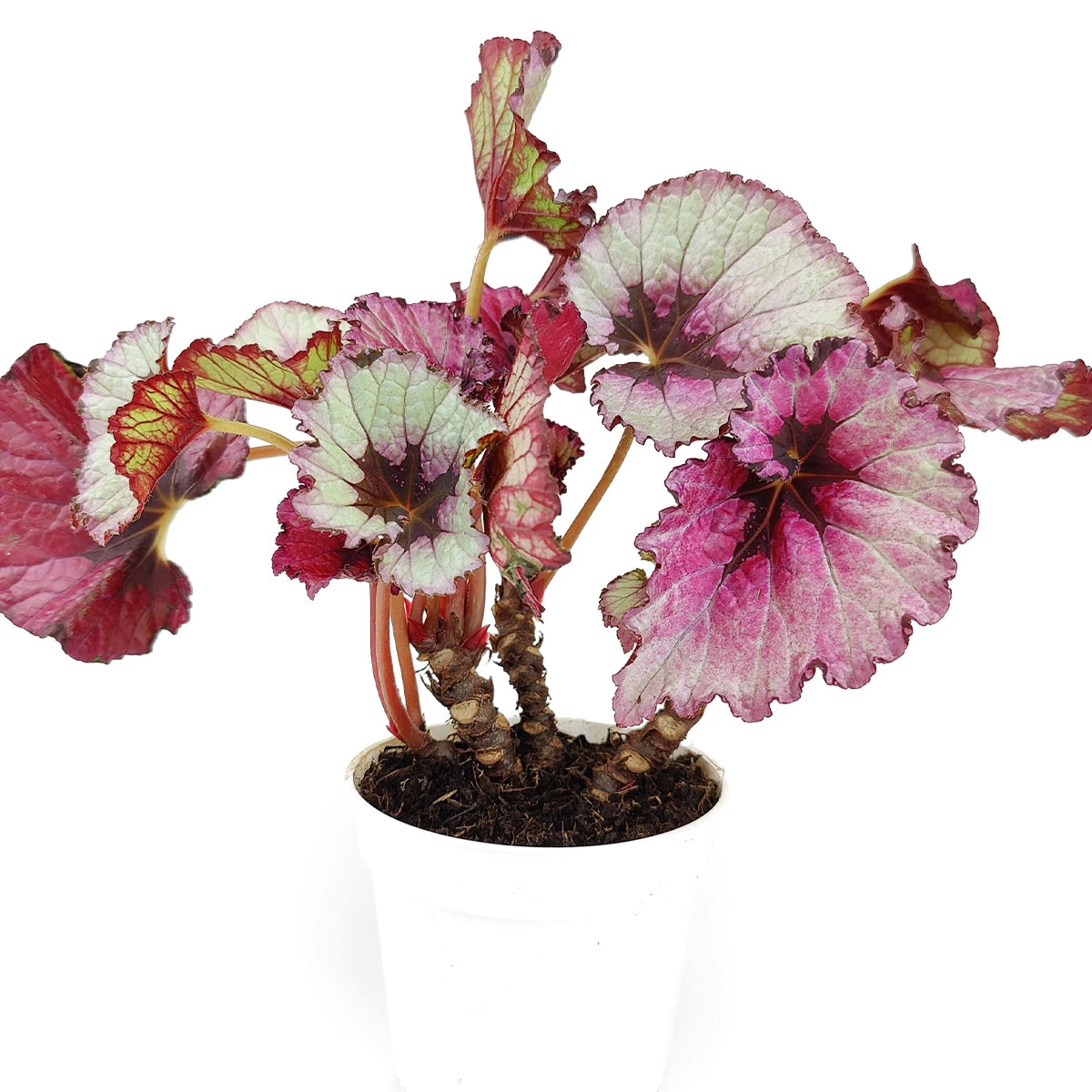 Begonia Rex - Image 4