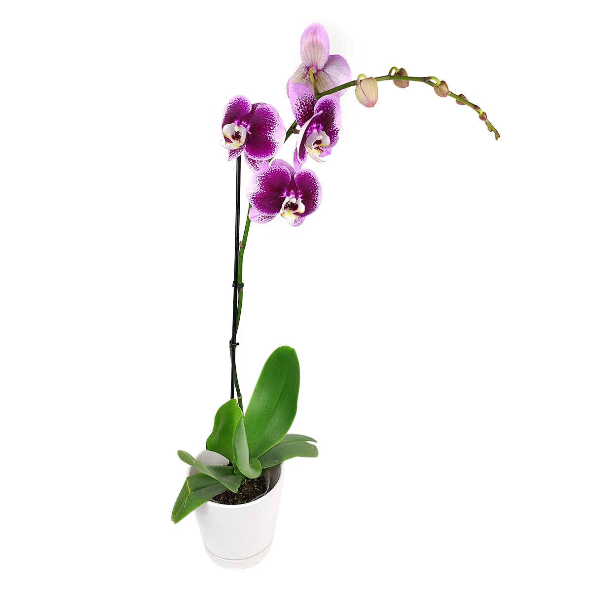 Purple Phalaenopsis Orchid - Image 5