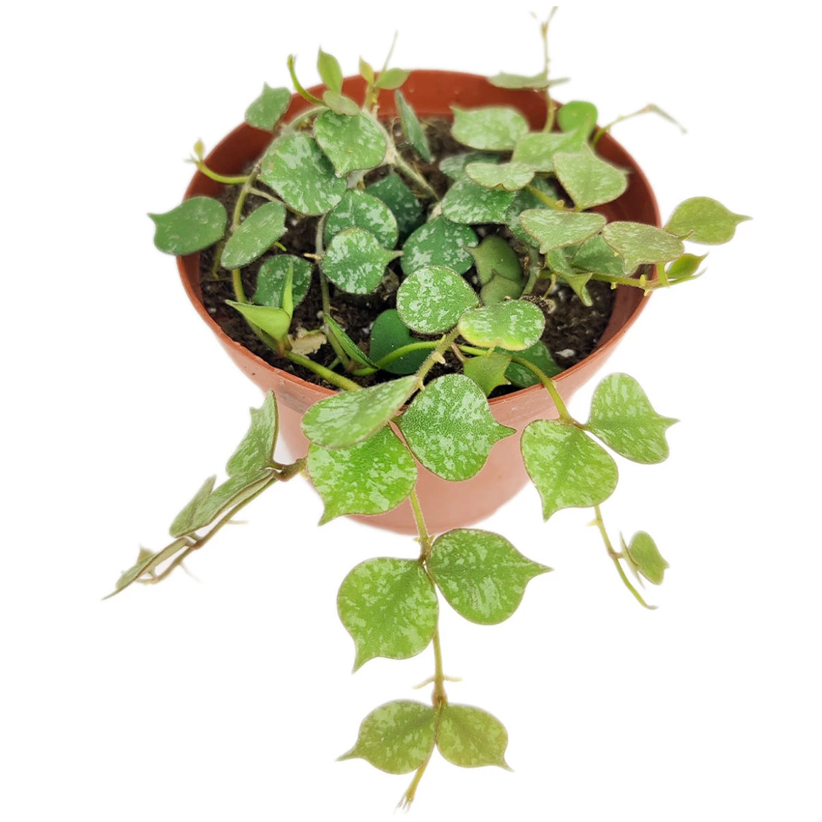 Hoya Curtisii - Image 5