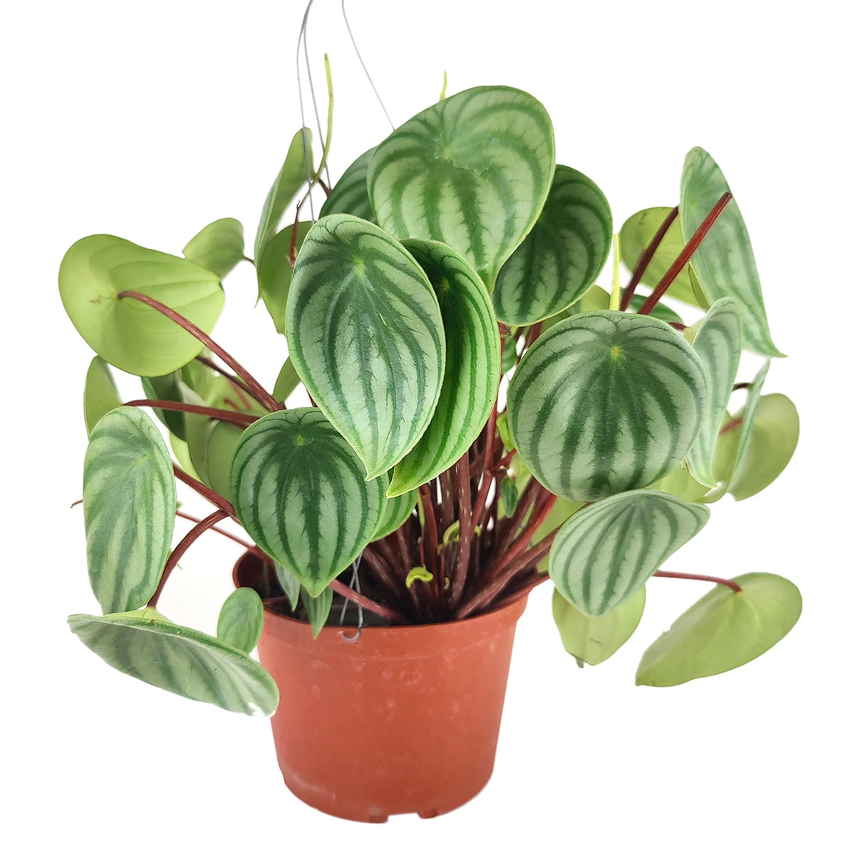 Peperomia Watermelon - Image 13