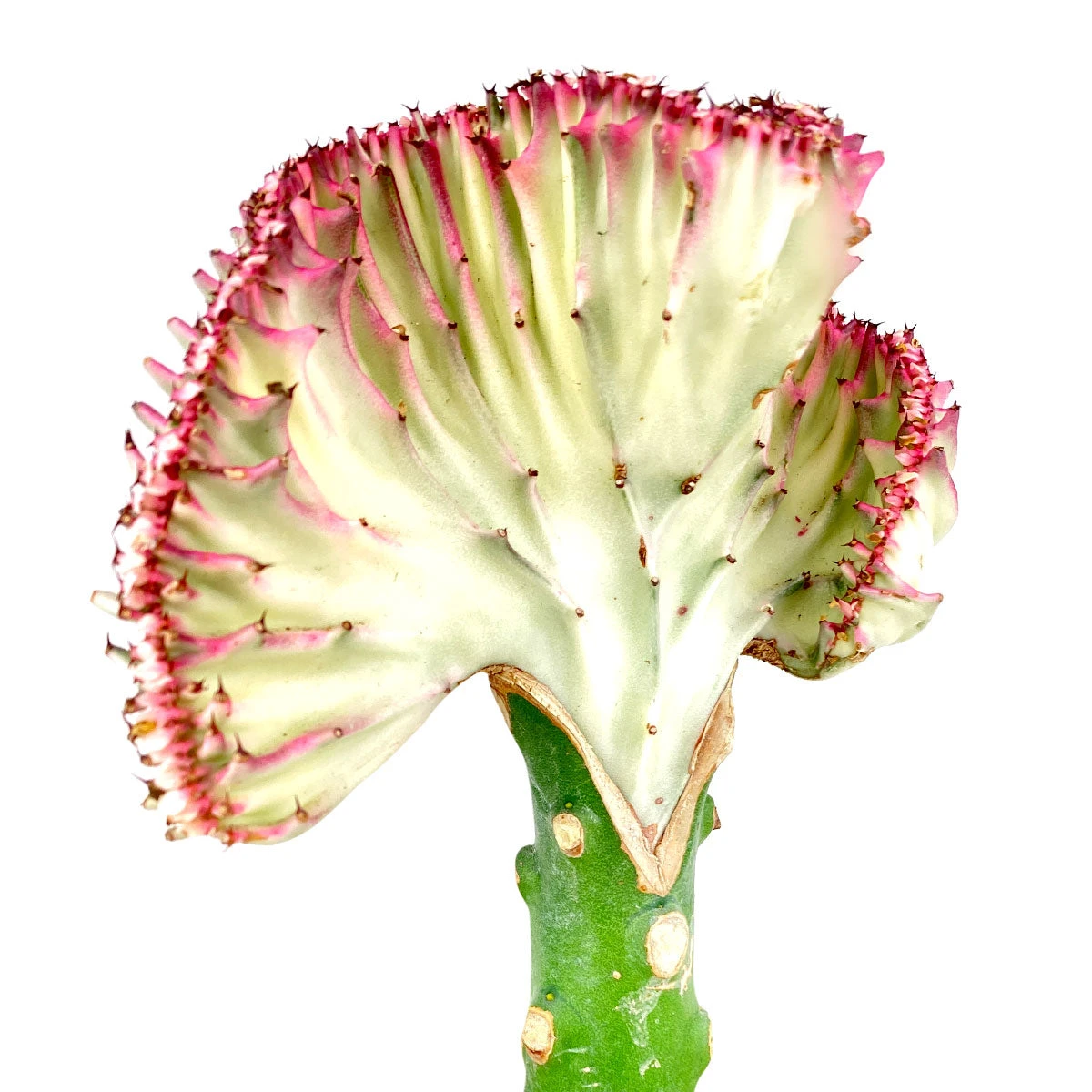 Coral Cactus - Image 3