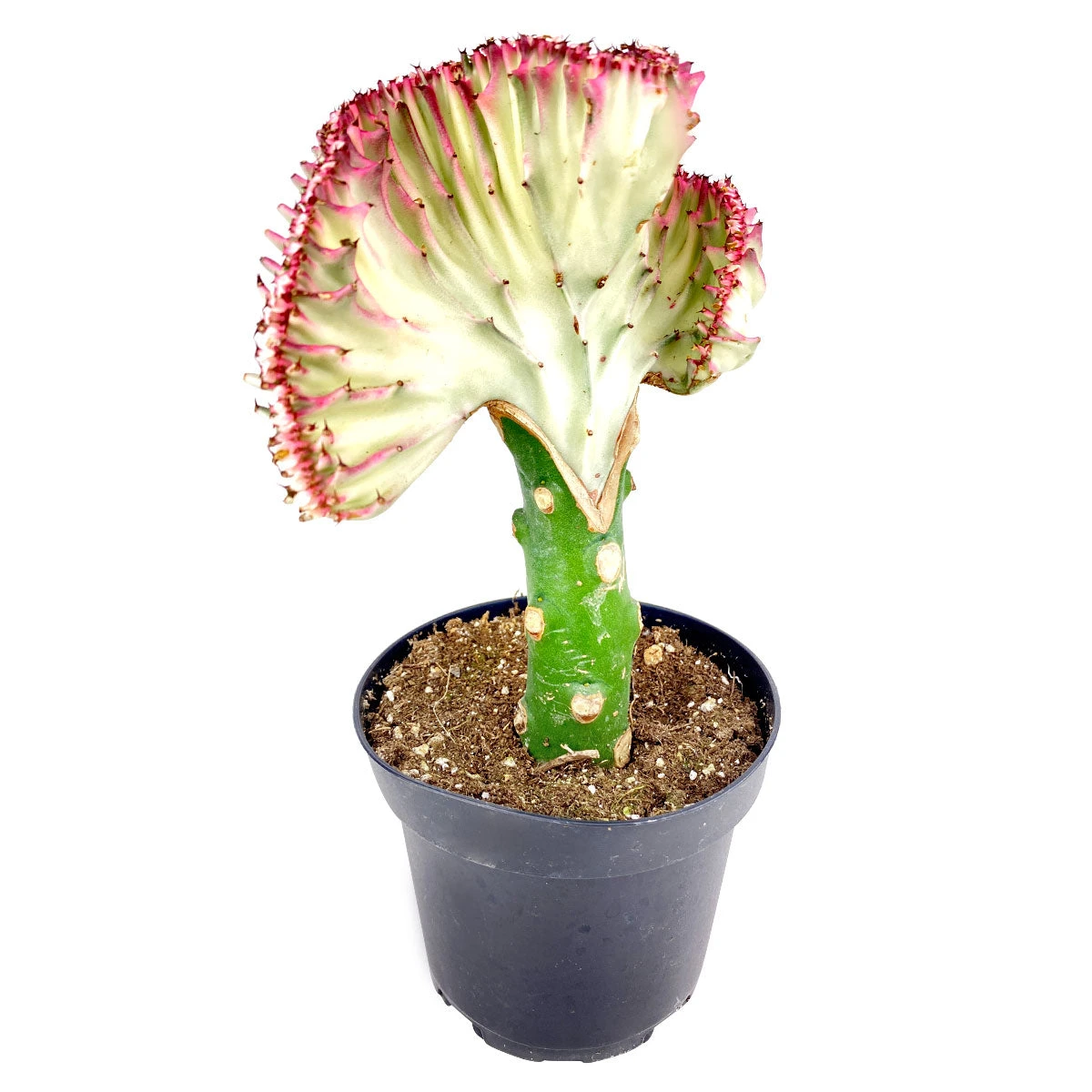 Coral Cactus - Image 6