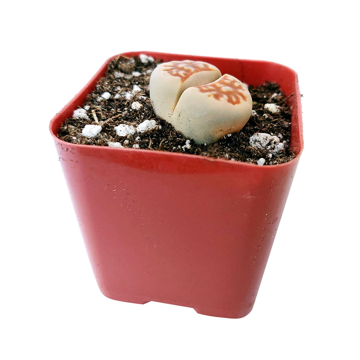 Lithops Living Stones - Image 10