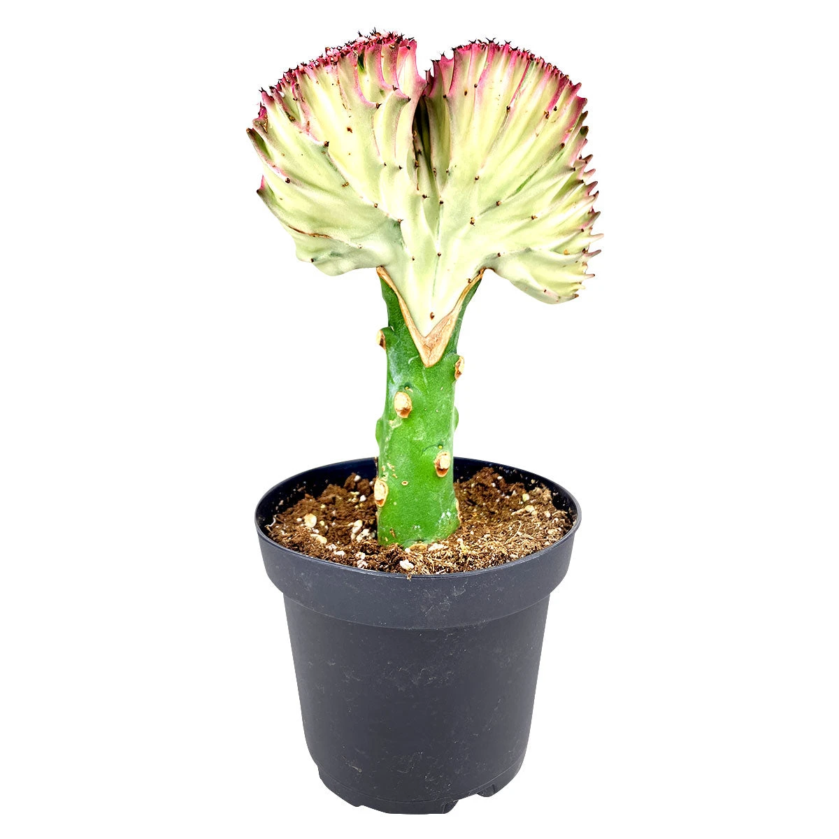 Coral Cactus - Image 5
