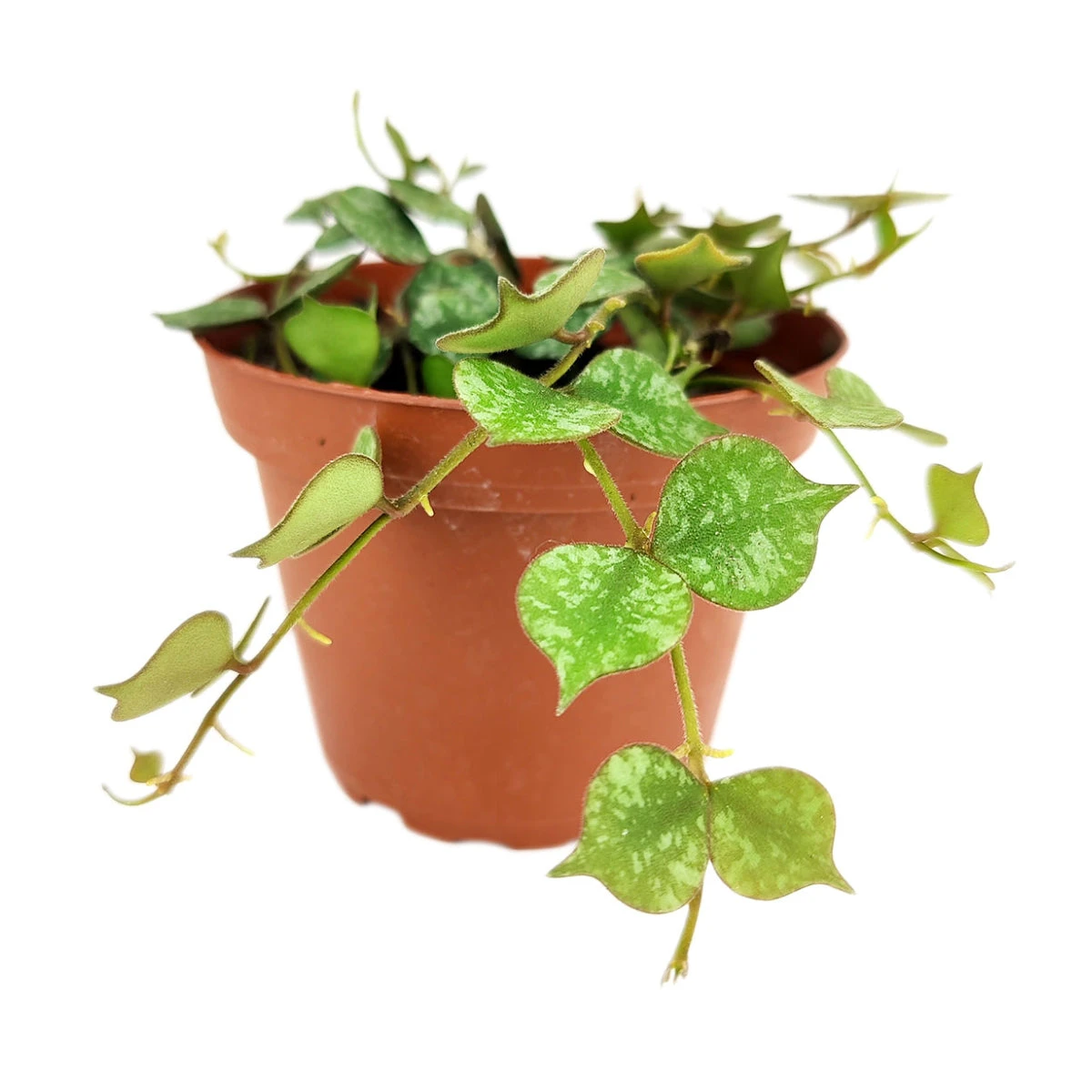 Hoya Curtisii - Image 6