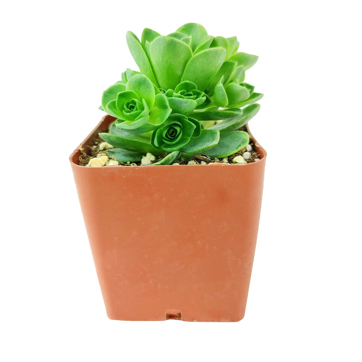 Aeonium Aureum Green Mountain Rose - Image 3