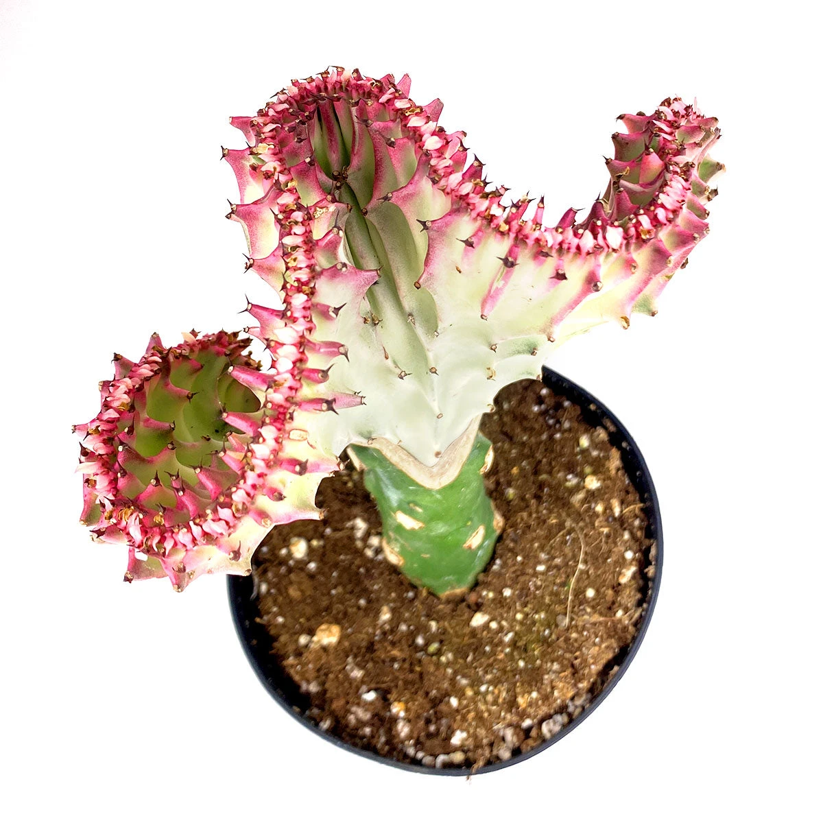 Coral Cactus - Image 4