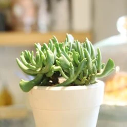 Elkhorn Plant Rhombophyllum