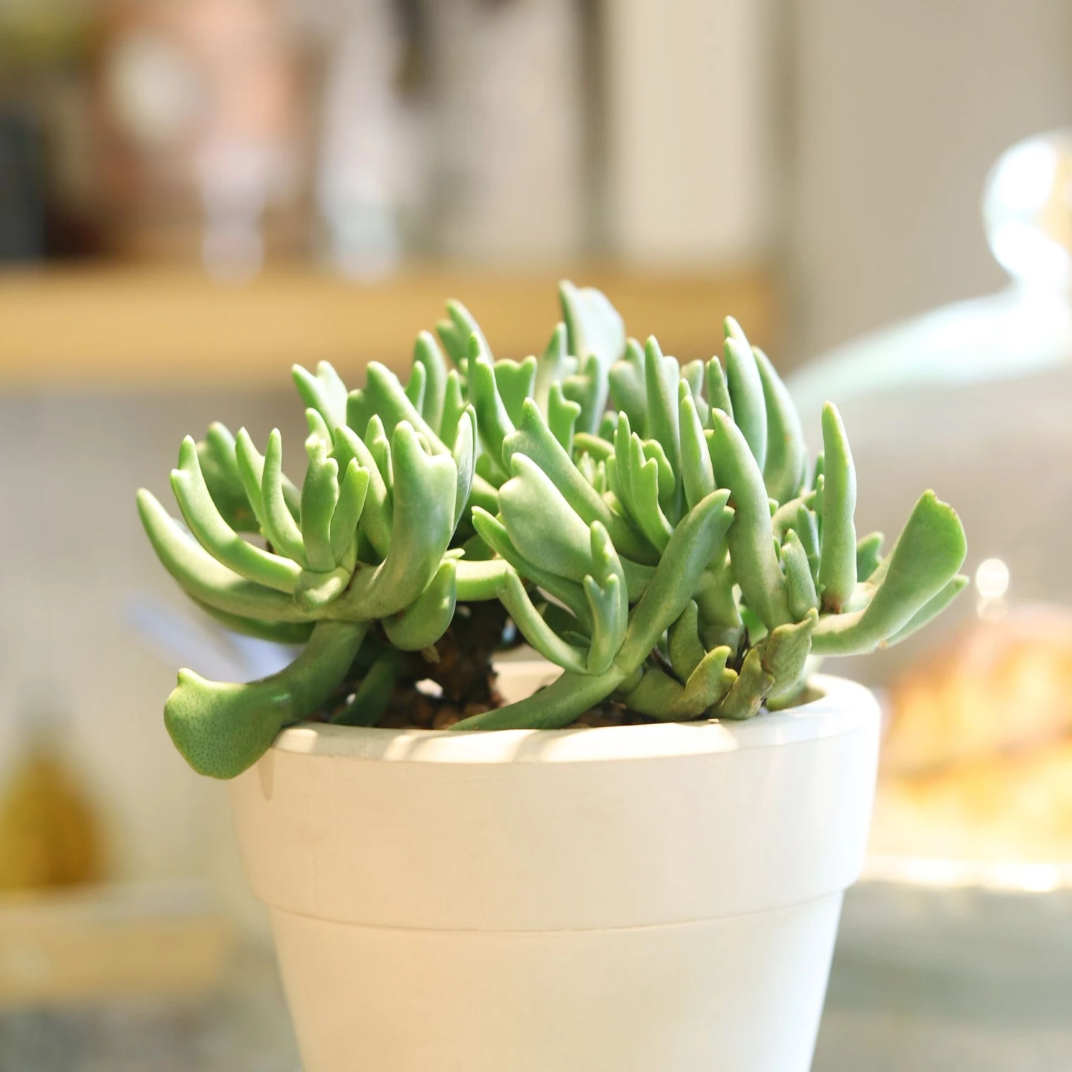 Elkhorn Plant Rhombophyllum