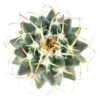 Mammillaria Polythele (Martius) Cactus