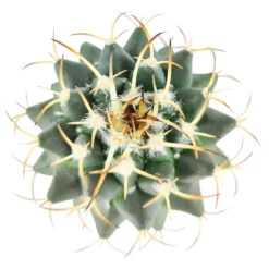 Mammillaria Polythele (Martius) Cactus