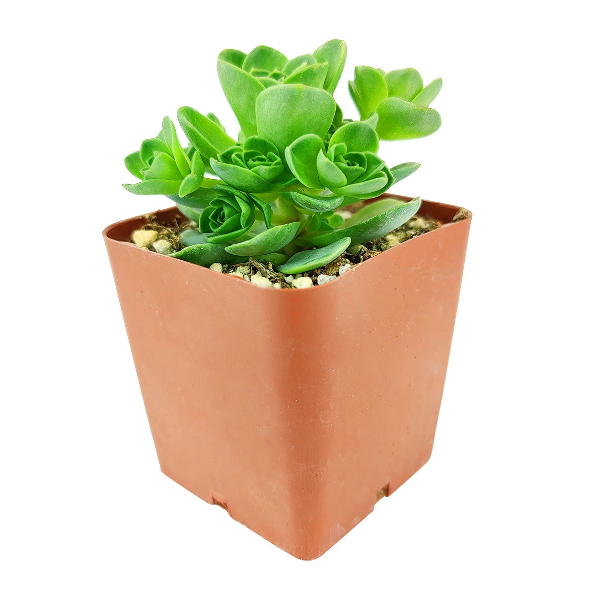 Aeonium Aureum Green Mountain Rose - Image 5