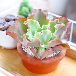 Echeveria Crinoline Ruffles