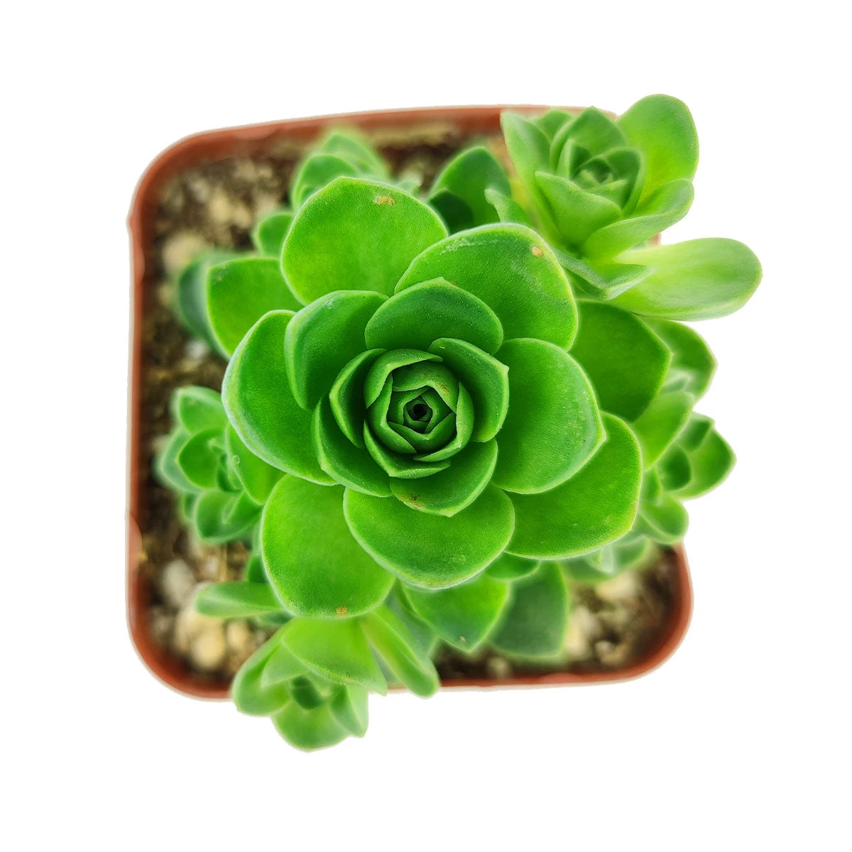 Aeonium Aureum Green Mountain Rose - Image 4