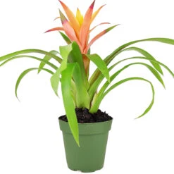 Guzmania Hybrid Orange