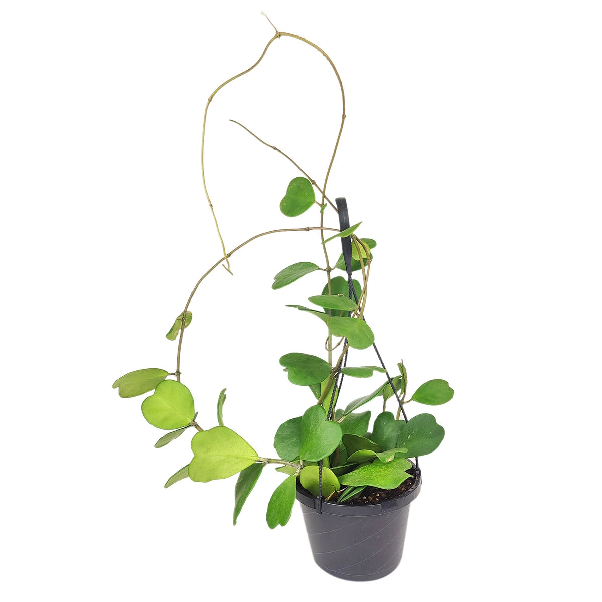 RARE Trailing Hoya Kerrii Heart Large Size - Image 2