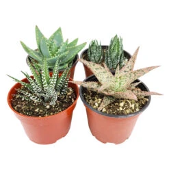 Haworthia/ Aloe/ Agave/ Gasteria Succulent 4" Pack