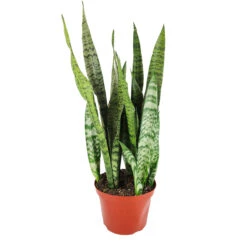Snake Plant Sansevieria Zeylanica