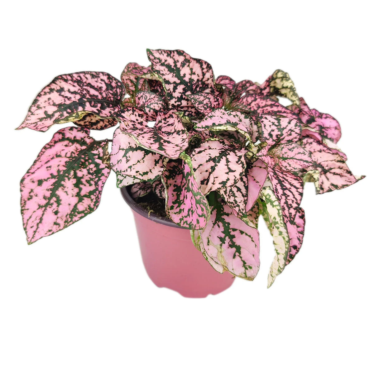 Hypoestes Phyllostachya Pink Splash - Image 12